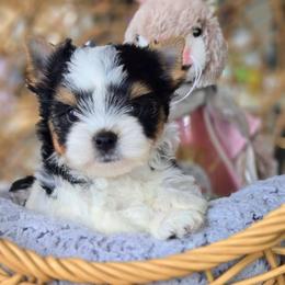 Charlie - Black tan and white male Biewer Terrier puppy in California from Corazon de gigante