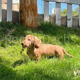 Cadbury - Dachshund puppy from Rockindachs