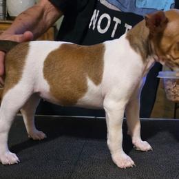 Reba - White and red female Rat Terrier puppy in Conroe, Texas from Poem's Haven Rat Terriers..AKA Mysthaven Rat Terriers