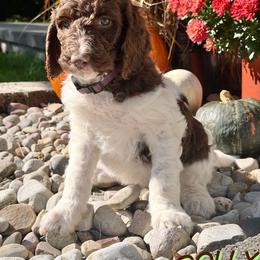 Dolly - Parti female Goldendoodle puppy in Ellenburg Center, New York from Kristin's Puppies