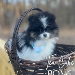 Pomeranian Puppies from Tea-Cake Pomeranians of The Carolinas