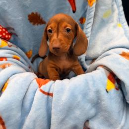Oscar - Chocolate and tan male Dachshund puppy in Gavilan Hills, California from Bacchanal Kennel/Ranch
