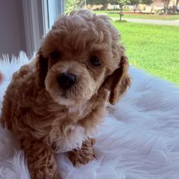 Pekingese, Poodle, and Shih Tzu Puppies from Happy puppies