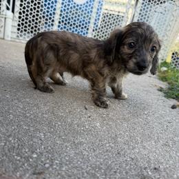 Akc Shaded Cream Brindle - Brindle male Dachshund puppy in Lehigh Acres, Florida from Ruby Rose Dachshund Dynasty