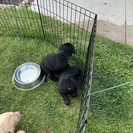 Labrador Retriever Puppies from Hunter’s Moon Retrievers