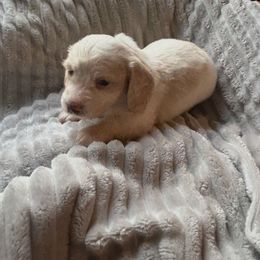 Mohawk - Cream male Dachshund puppy in Laurel, Mississippi from BB's Dotsies