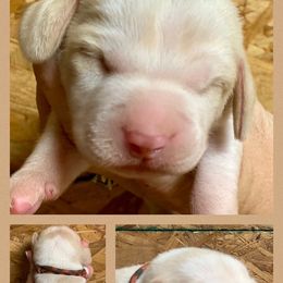 Beagle, Jack Russell Terrier, and Russell Terrier Puppies from Mountain Top