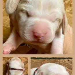 Beagle, Jack Russell Terrier, and Russell Terrier Puppies from Mountain Top