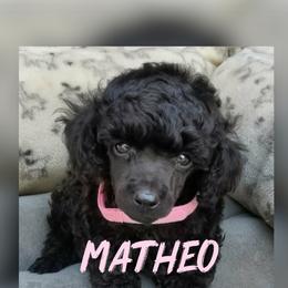 Matheo - Black male Poodle puppy in Oceanside, New York from Anastasia Poodles