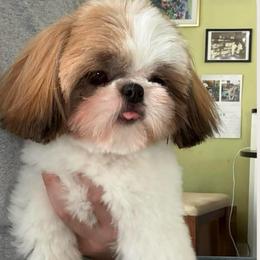 Retiring Lexi - Ready in October - Red and white female Shih Tzu puppy in Seattle, Washington from 🌗 New Moon Shih Tzu 🌗