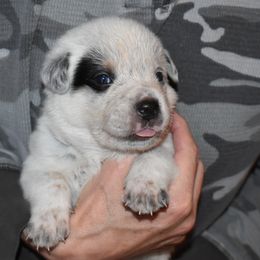 Australian Cattle Dog Puppies from Lyla Hinman