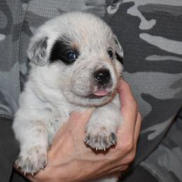 Australian Cattle Dog Puppies from Lyla Hinman