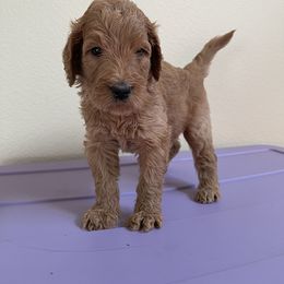 Double Doodle, Goldendoodle, Labradoodle, and Poodle Puppies from Amore Doodles & Poodles