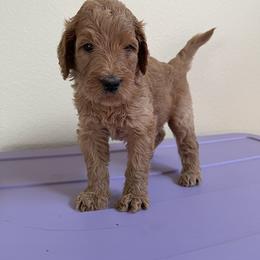Double Doodle, Goldendoodle, Labradoodle, and Poodle Puppies from Amore Doodles & Poodles