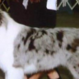 Border Collies and Dachshunds from Roughstock Border Collies and Dachshunds