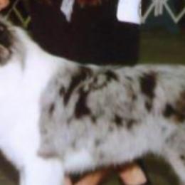 Border Collies and Dachshunds from Roughstock Border Collies and Dachshunds