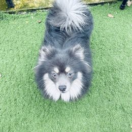 Pomeranian All Grown Up from Plush Pomeranians