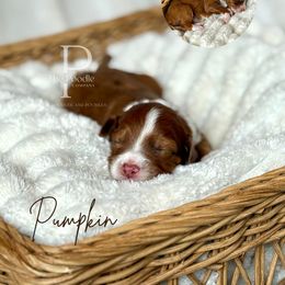 Pumpkin - Merle male Bernedoodle puppy in Tulsa, Oklahoma from The Poodle Co. Raising Doodles & Poodles