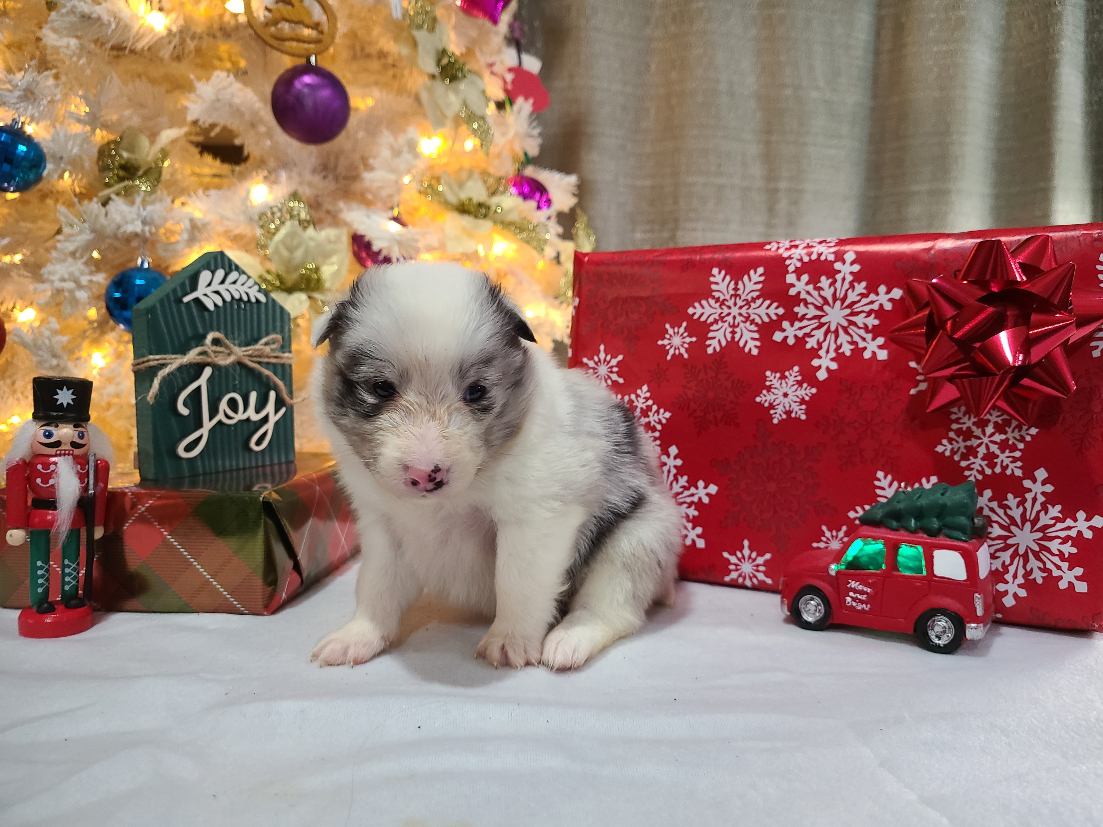 Shetland Sheepdog Puppies from Henotic Homestead's Shetland Sheepdogs