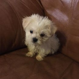 Miniature Australian Shepherds, Shih Tzus, and Yorkshire Terriers from Stevenson's Farm