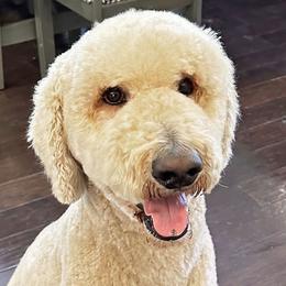 Captain - Goldendoodle