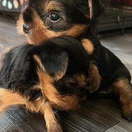 Yorkshire Terriers from Breedlove Pupps