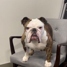 Brin - Bulldog