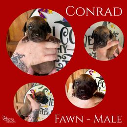 Conrad - Fawn male Great Dane puppy in Longview, Texas from Noctua Kennels