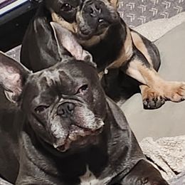 French Bulldog Puppies from Sun City Kennels
