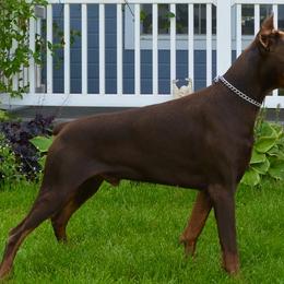 FAUST - Doberman Pinscher