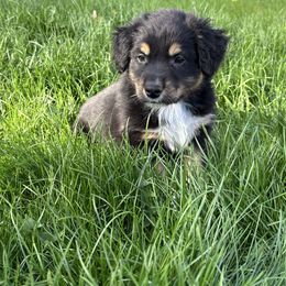 Chip - Black tri-color Australian Shepherd puppy in Chippewa Falls, Wisconsin from Chippewa Falls Aussie Paws