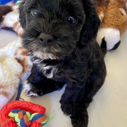 Cavapoo and Cockapoo Puppies from Benji’s Cockapoos