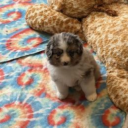 Apple - Blue merle female Miniature American Shepherd puppy in Garysburg, North Carolina from Schaefer's Miniature American Shepherds