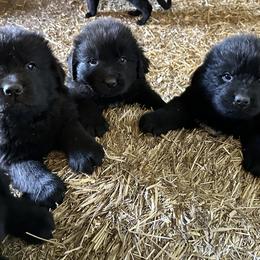Newfoundlands from Bluegrass River Newfoundlands