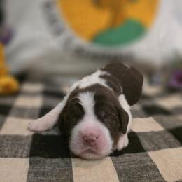 Harriett Tubman - Liver white and tan female English Springer Spaniel puppy in Cookeville, Tennessee from Krossroads Kennel