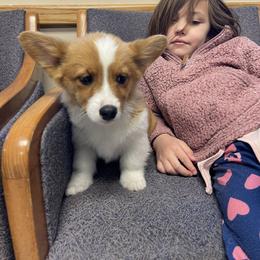 "Vet appt" Pembroke Welsh Corgi Puppies from Gotta Chase Em All Corgis