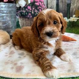 Bloom - Red female Cavapoo puppy in Lebanon, Missouri from Perkins Pups