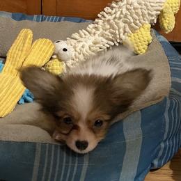 Papillon Puppies from Sequence Papillon