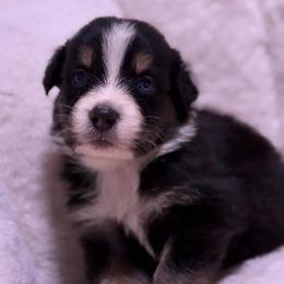 Rocky AKC - Black tri-color male Australian Shepherd puppy in Orlando, Florida from Skaky Shepherds