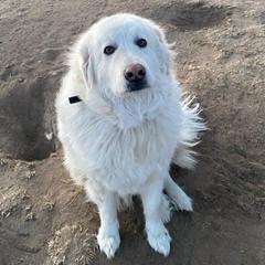 Cali - Colorado Mountain Dog