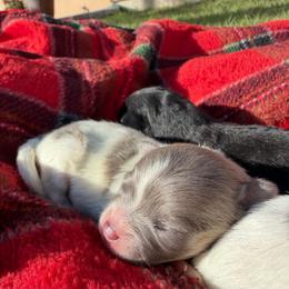 Otis - Blue parti male Pomeranian puppy in Grand Junction, Colorado from Royal Paws Of Colorado