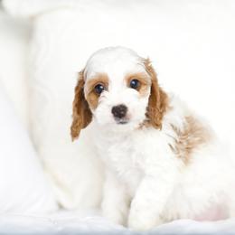Topaz - Blenheim male Cavapoo puppy in Daphne, Alabama from Harper Doodles