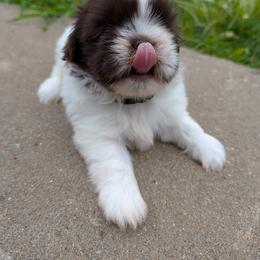 Black Latte - Liver and white female Shih Tzu puppy in Metropolis, Illinois from Super City Kennels