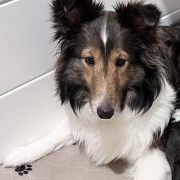 Shetland Sheepdogs from Rollinghills Breeders