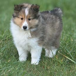 Bobby is a very sweet boy who follows us everywhere and loves to cuddle - Sable and white male Shetland Sheepdog puppy in Deer Island, Oregon from Conestoga Shelties