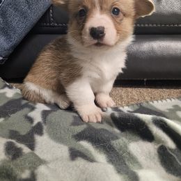 Carrie - Red female Pembroke Welsh Corgi puppy in Prophetstown, Illinois from Havaheart Corgis