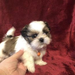 Shih Tzu Puppies from GiGi’s Little Tzu