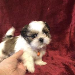 Shih Tzu Puppies from GiGi’s Little Tzu