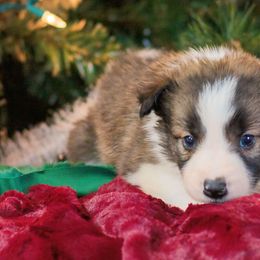 Quest - Sable Border Collie puppy in Olive Hill, Kentucky from SaturnMoon MAS & BC