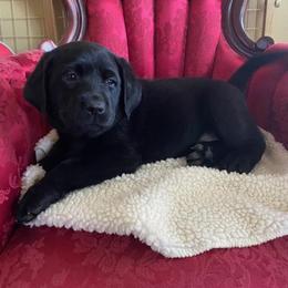 Girl 1 - Black female Labrador Retriever puppy in Maynardville, Tennessee from Three Bears Labradors